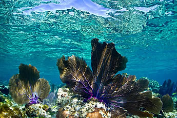 Cayos Cochinos, Honduras